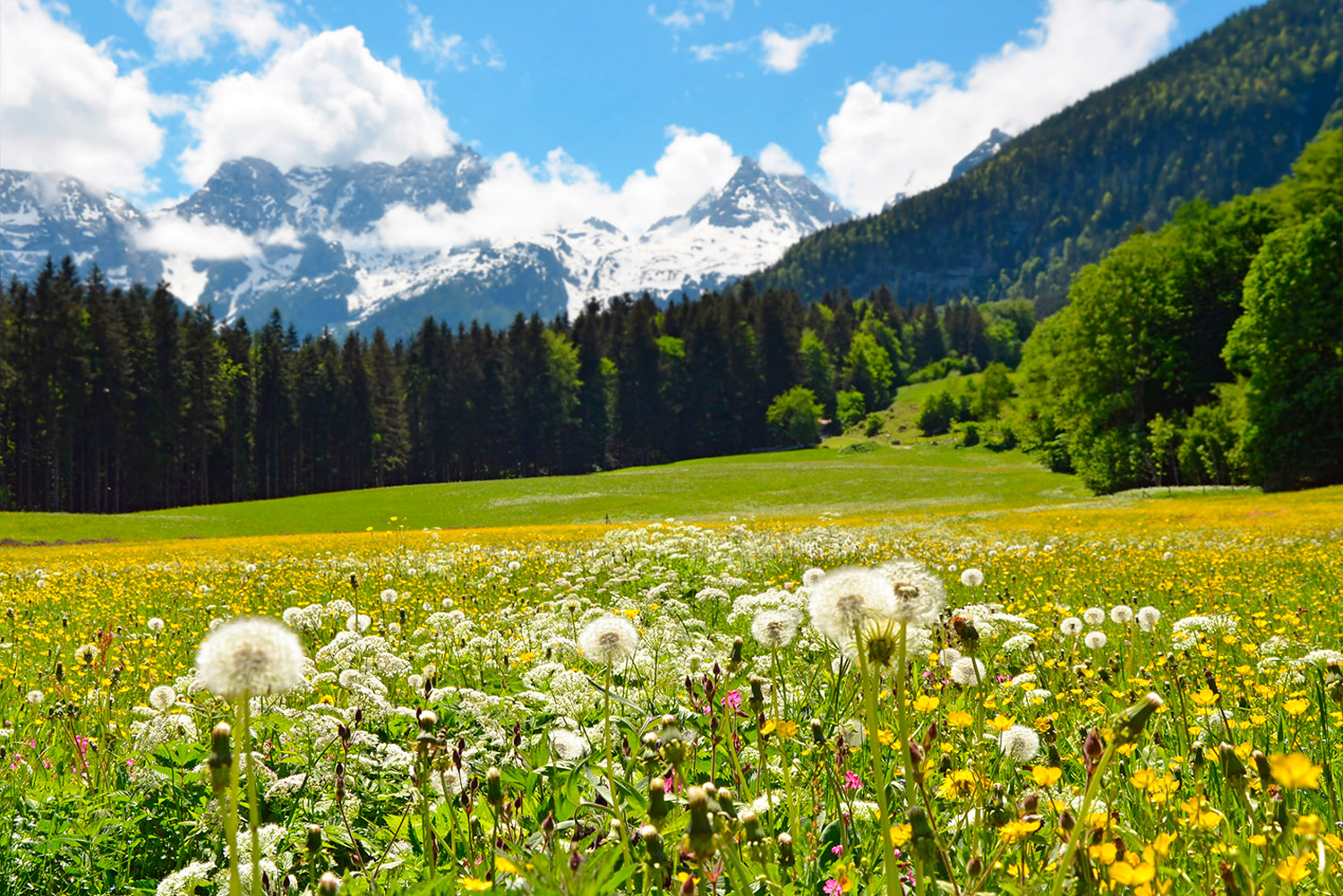 blumenwiese-saalachtal.jpg