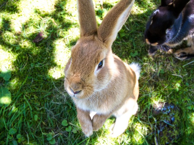 Hotel-Pension Wildschütz