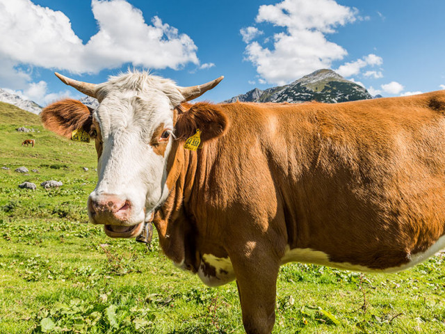 Ferienwohnungen Wartbichler