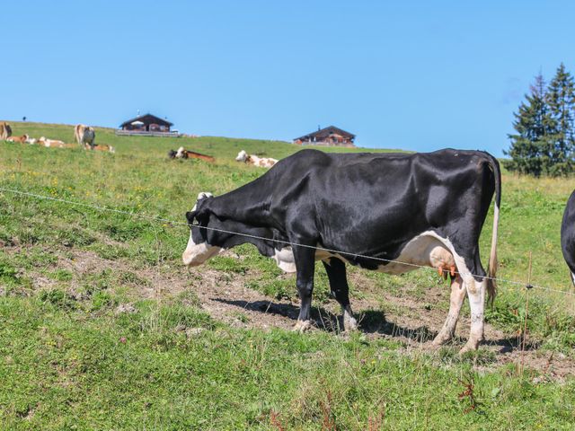Almhütte Müllergut