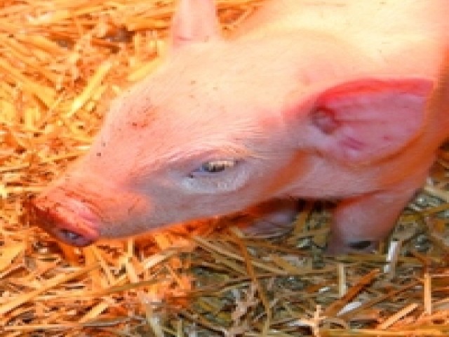 Bergbauernhof Waltlbauer